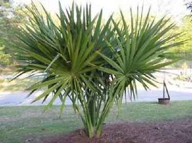 10 Hardy SABAL PALM TREE Cabbage Palmetto Flower Seeds